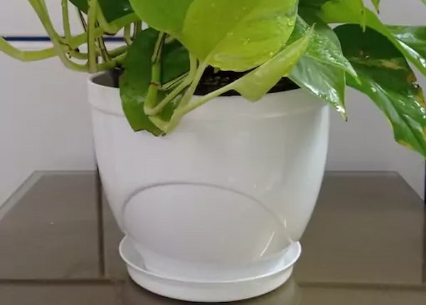 تصویر 1 از خرید گلدان بزرگ گلخانه ای + قیمت فروش استثنایی